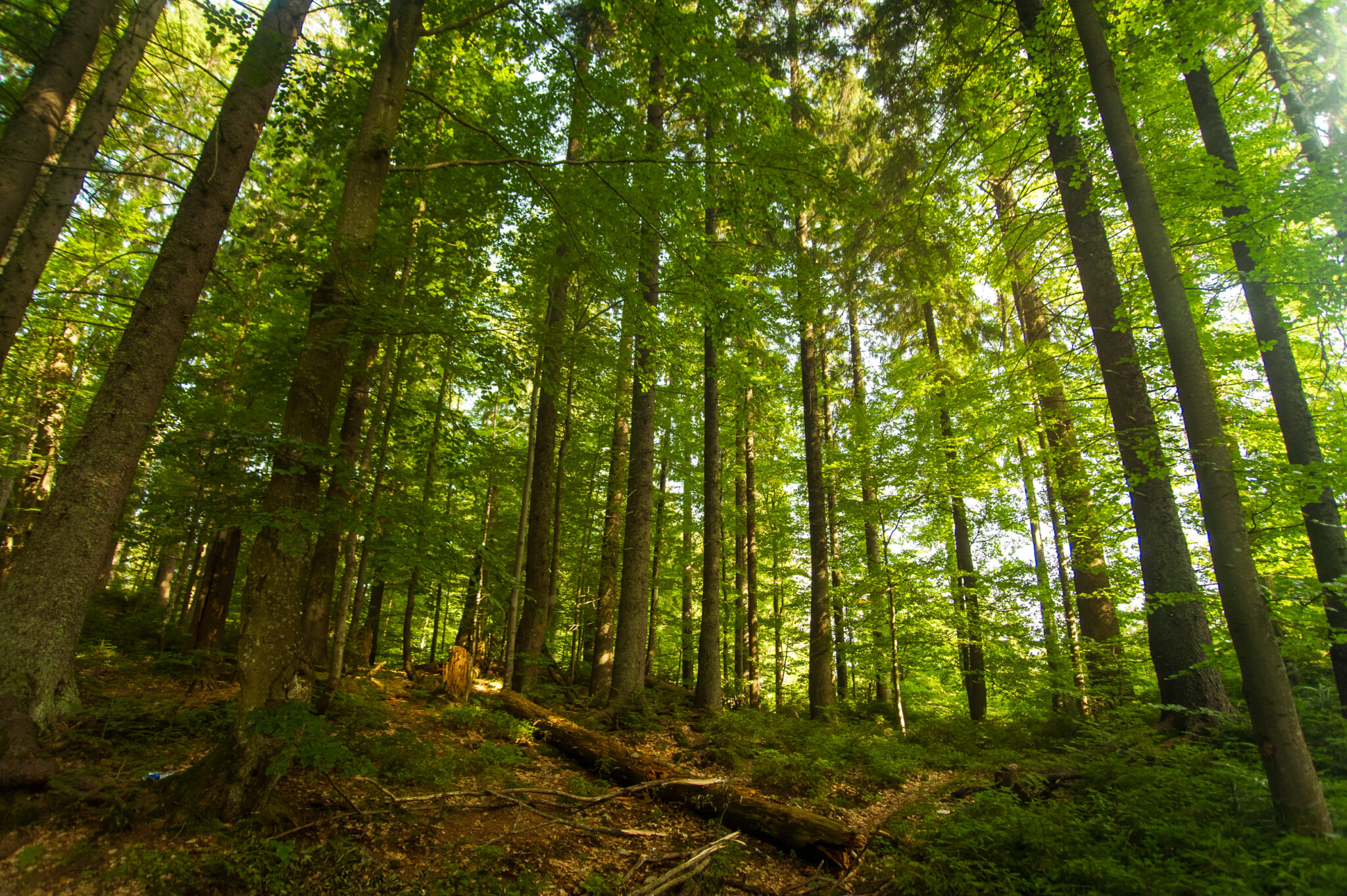 Beautiful pine trees on mountains